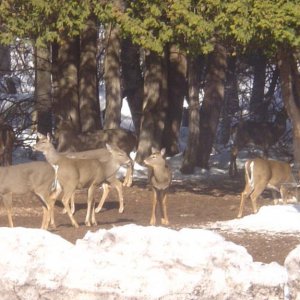 Bambi feed - near Gitchee Gumee / Eagle Harbor