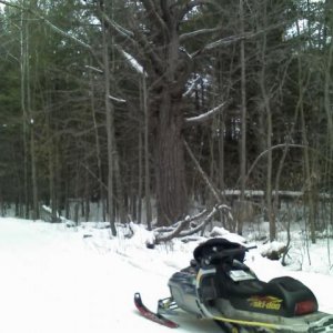 douglas co 150plus year old tree