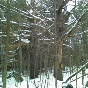 douglas co, 150plus year old tree