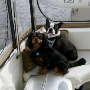 The dogs on a boat trip.