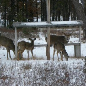 Deer outside the Boulder Motor Lodge