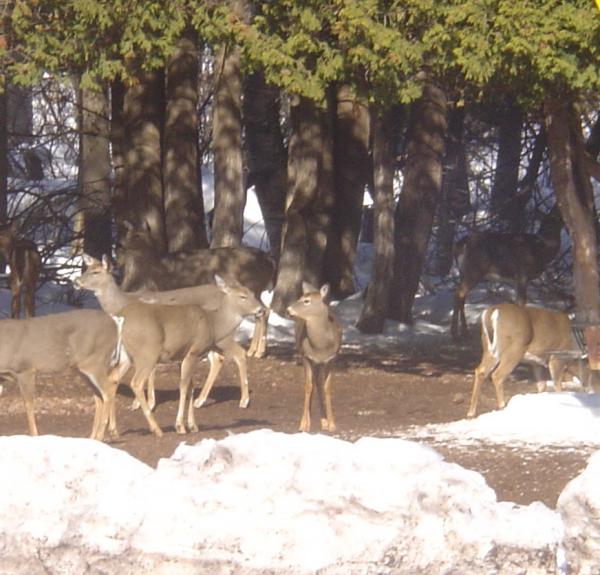 Bambi feed - near Gitchee Gumee / Eagle Harbor