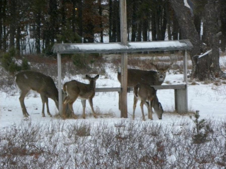 Deer outside the Boulder Motor Lodge