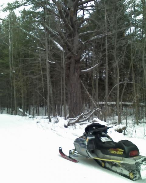 douglas co 150plus year old tree