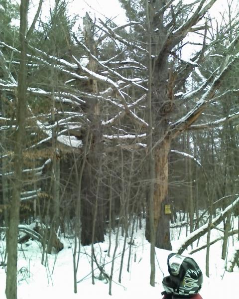 douglas co, 150plus year old tree