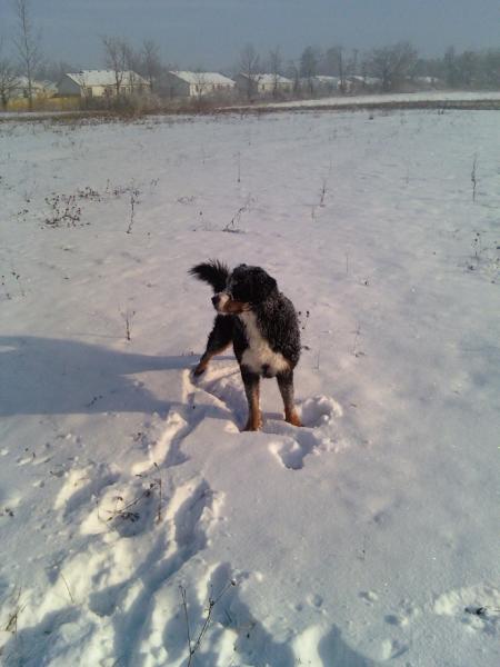 max the snow dog