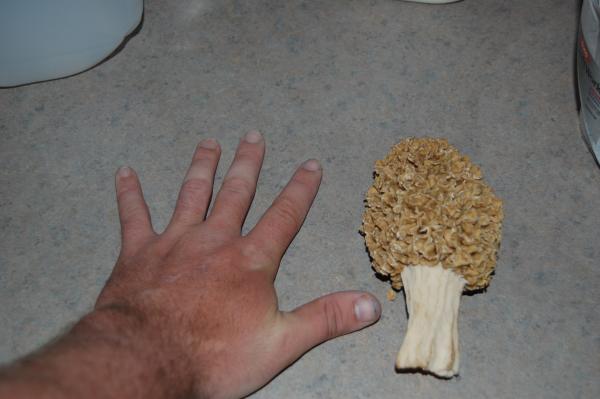 Mushroom!