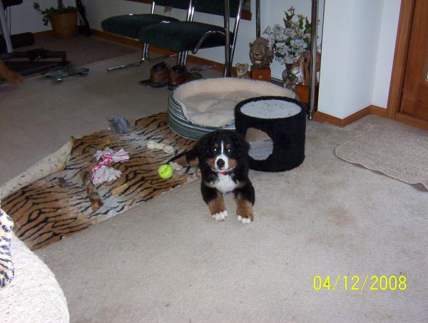 my best friend max as a puppy a burnese mountin dog