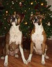 My doggies by the xmas tree!