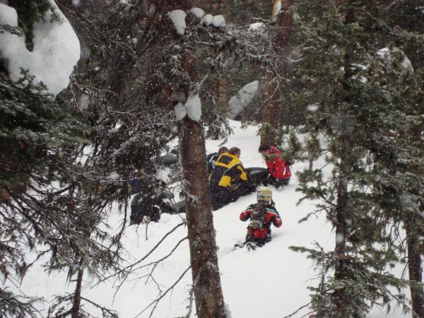 Powder Kitty stuck in the trees