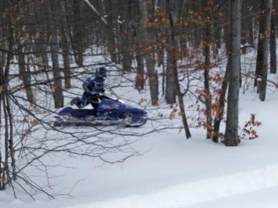 Rob through the trees