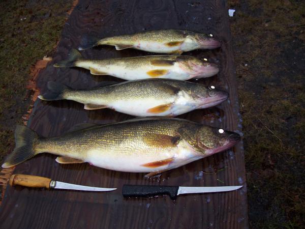 The wife's fish through the ice.  1st time!!!!